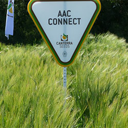 aac-connect-picture